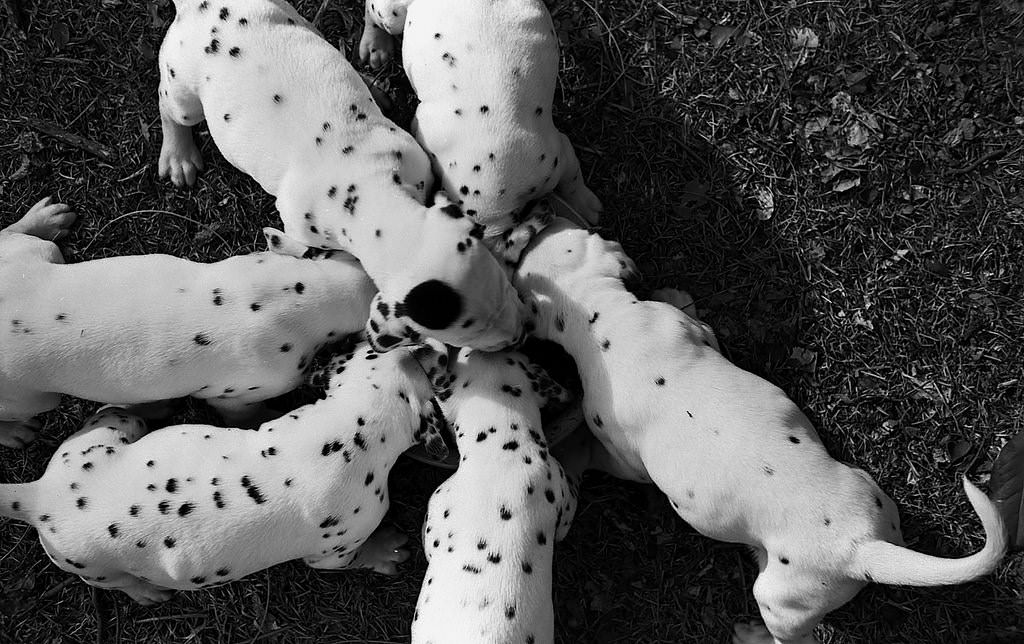 Dalmatians are born with their black spots