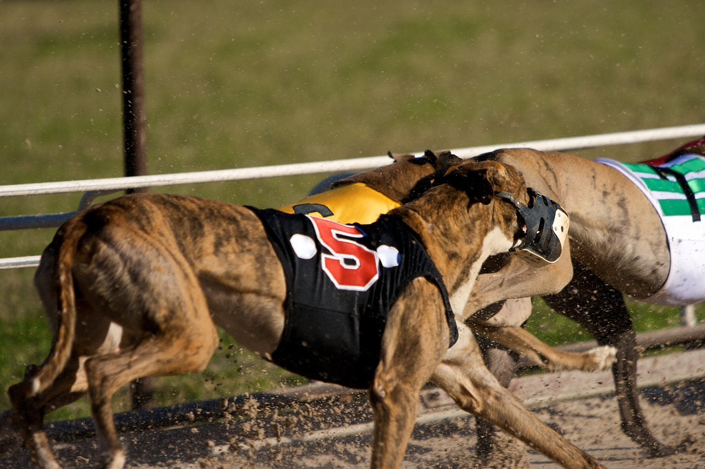 1. Myth: Greyhounds are from Egypt