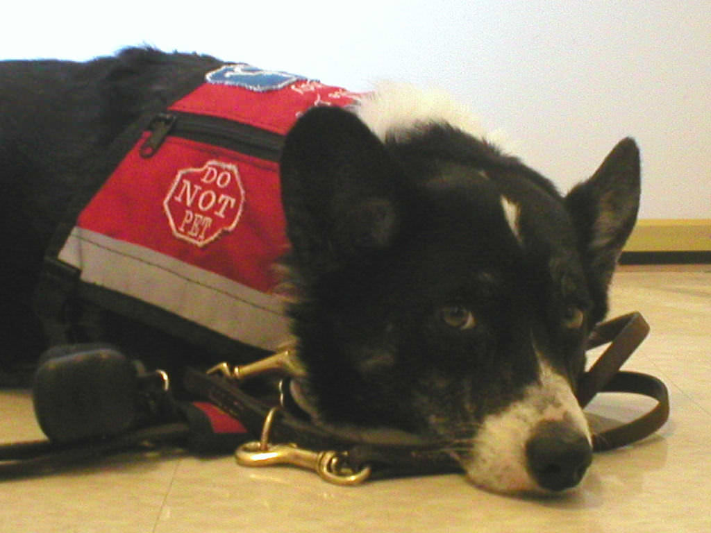 Mobility Assistance Dogs