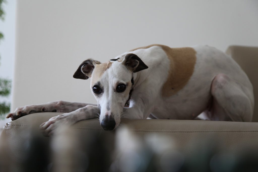 Whippet