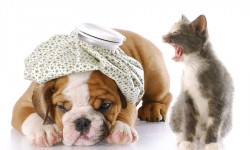 20-dog-vs-cat-bigstock-Willee-Cole