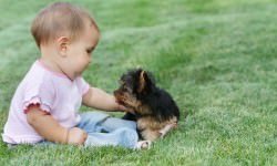 13-yorkiebaby-bigstock-volare2004