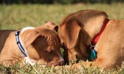 14-pitlab-bigstock-Ginger-Monteleone