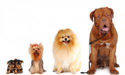 17-dogs-bigstock-Grase