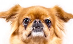 shutterstock_253795606