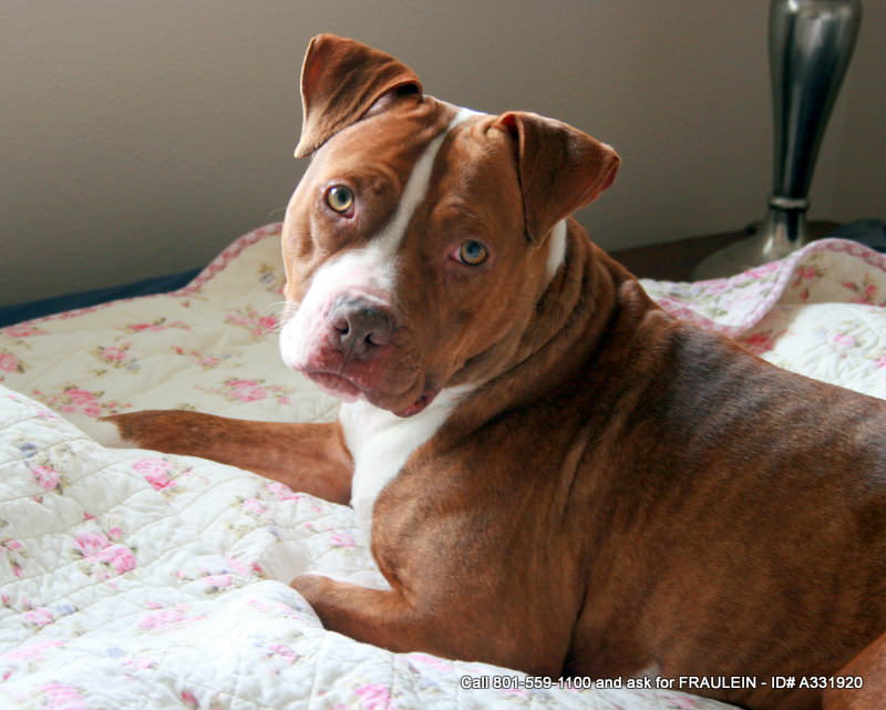 The Owners, Not the Dogs, Are the Real Issue