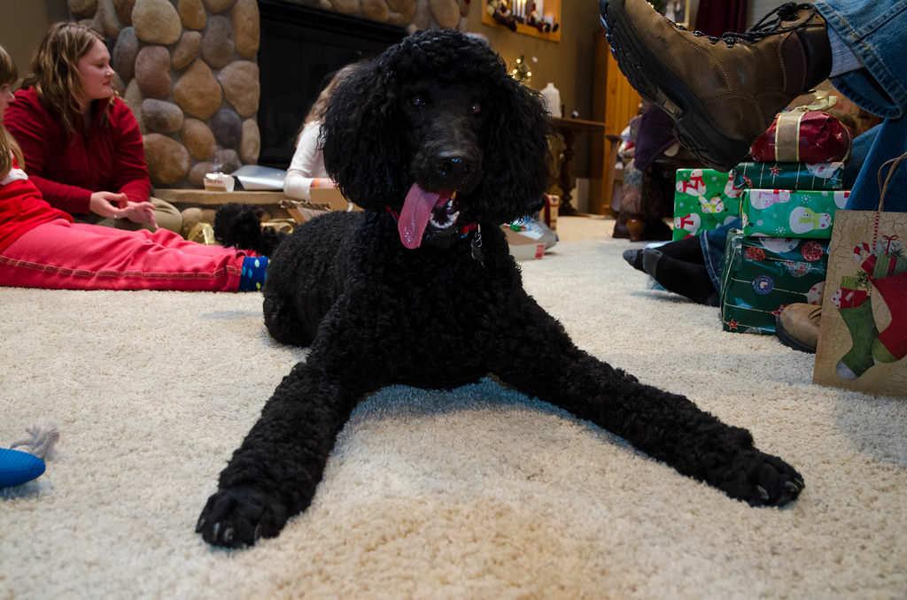 1-cute poodle-flickr-TimWilson