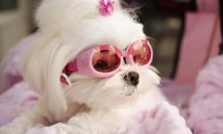 17 Most Loved Breeds of All Time