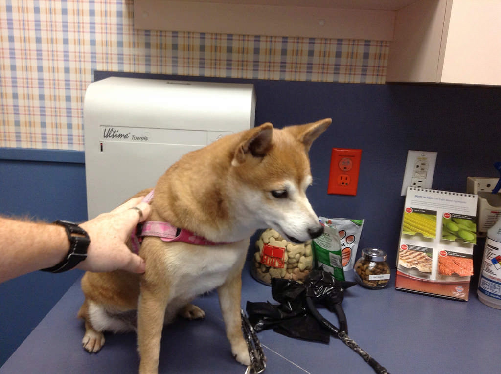 1-dog at vet-flickr-_tar0_
