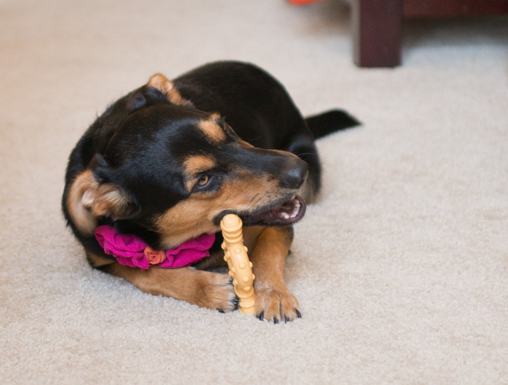 Teeth Cleaning On A Budget