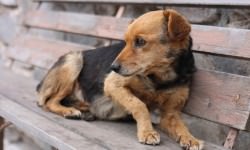 Approaching a Scared Dog