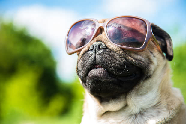 shutterstock_284806262