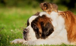 shutterstock_151592969