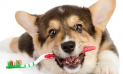 shutterstock_126549185