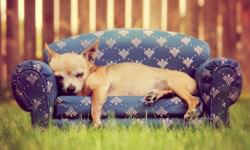 shutterstock_208516342