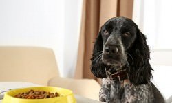 shutterstock_292137515