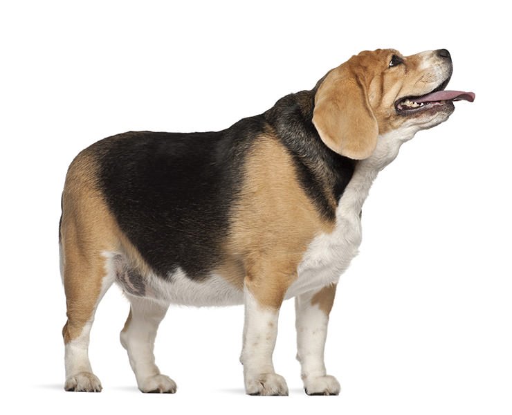 shutterstock_113408641