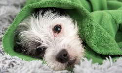 shutterstock_243219460