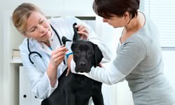 shutterstock_71731054