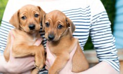 shutterstock_142339009