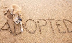 shutterstock_260068391