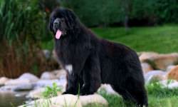 shutterstock_34532893