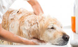 shutterstock_156922352