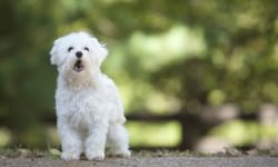 shutterstock_62379058