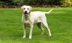 shutterstock_92251291