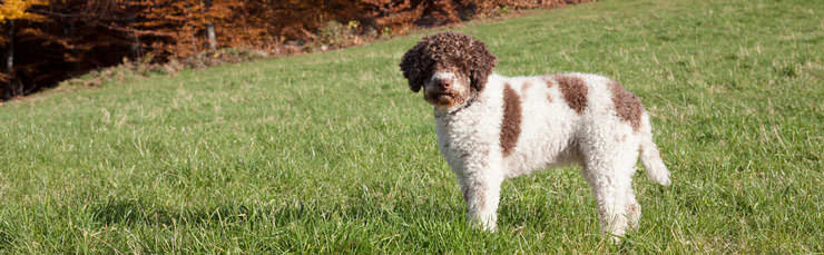 shutterstock_265907324