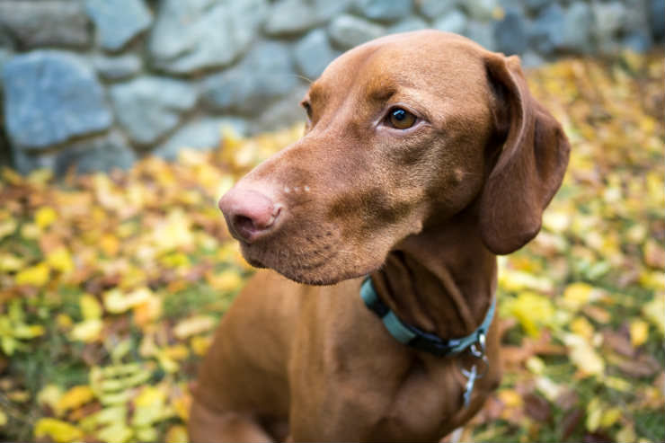 shutterstock_343296611