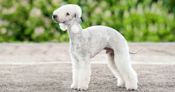 shutterstock_373298209