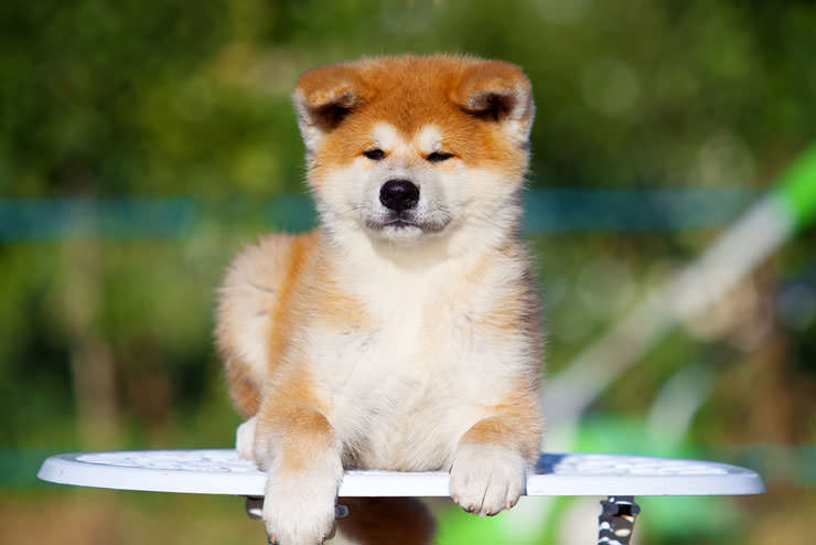 shutterstock_455869066