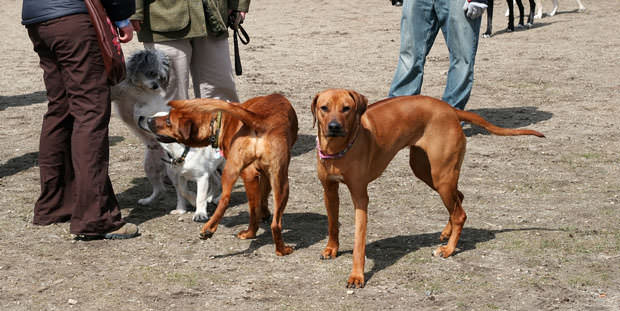 shutterstock_241214143